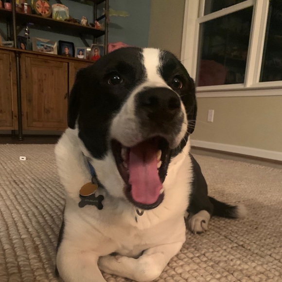 Meet your Posher, Olivia - Picture 1 of 1